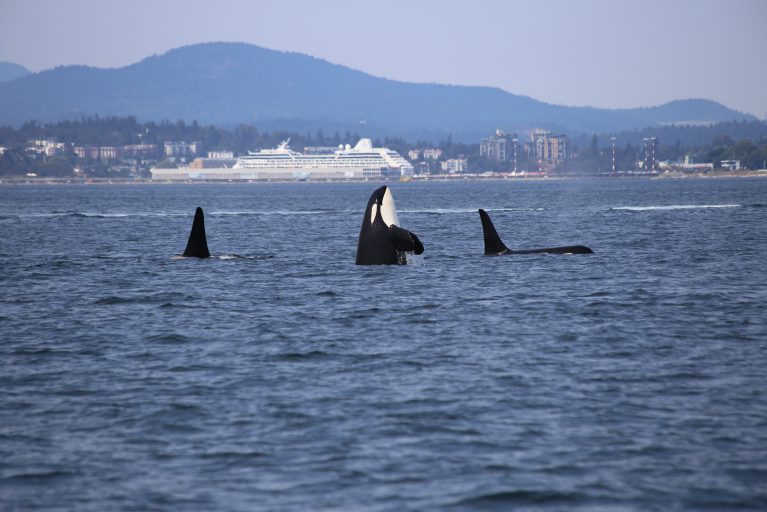 Règles sur la navigation de plaisance autour des baleines